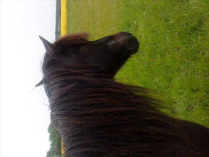 Anden særlig race James *R.I.P* billede 5