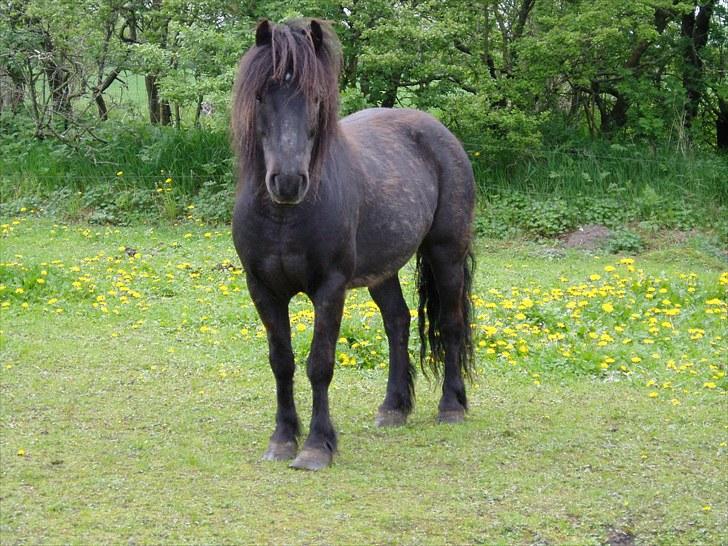 Anden særlig race James *R.I.P* billede 6