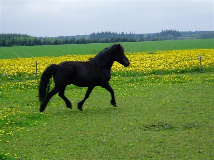 Anden særlig race James *R.I.P* billede 7