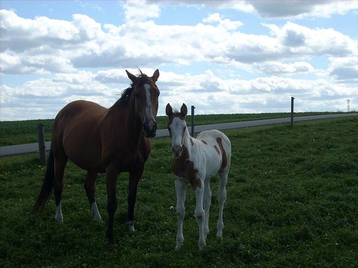Pinto Thorgaard's Cosméo himmelhest billede 12