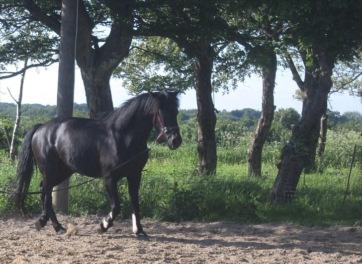 Anden særlig race Sally - igen longe i juni 2010. dygtig pony. flot trav. glæder mig til at sidde på hende. hendes trav er såflot !<3 billede 8