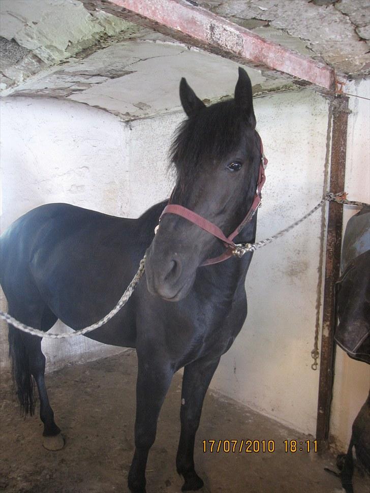 Anden særlig race Sally - stalden juni 2010. flot pony!<3 billede 9
