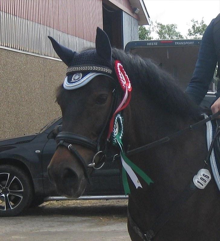 Anden særlig race Angelique SOLGT - Smukke, Guldgaer C-stævne ;) billede 1