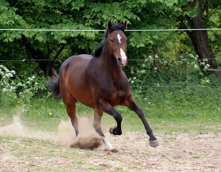 Dansk Varmblod Skovly's Alanta  - *SKOVLY´S ALANTA* billede 1