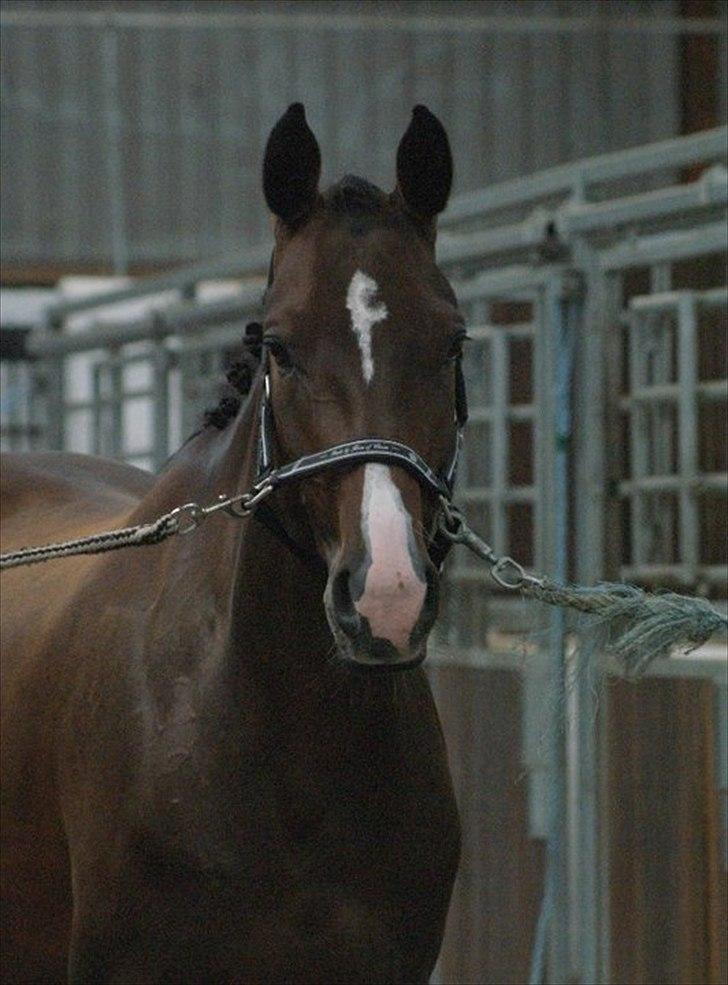 Dansk Varmblod Skovly's Alanta  billede 2