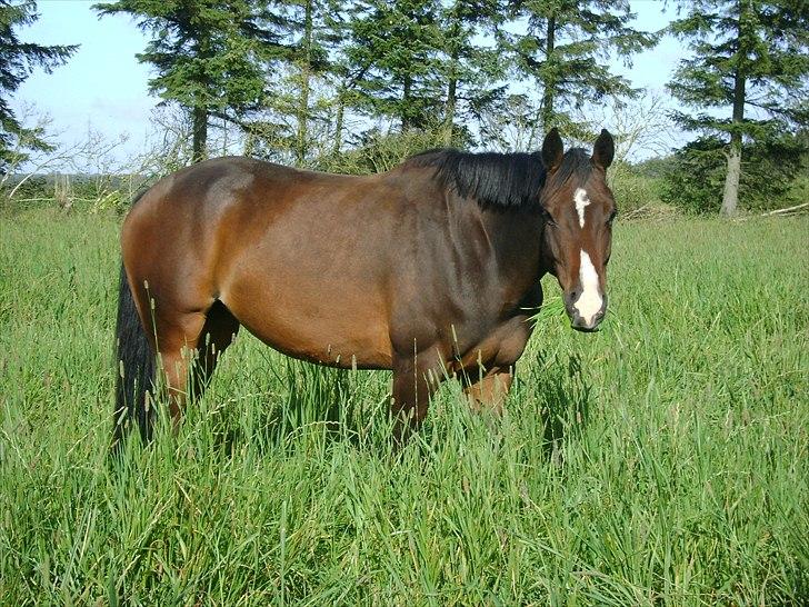 Dansk Varmblod Skovly's Alanta  billede 4