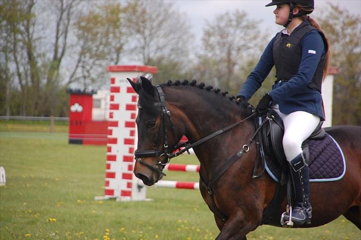 Anden særlig race Angelique SOLGT - Smukke pony :) billede 7