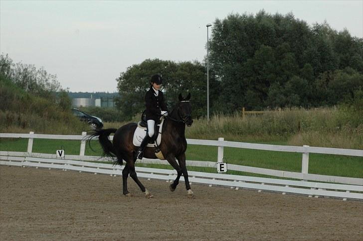 New Forest Elmholts Dream Dancer <3 - # If perfect what you´re searching for, then just stay the same..  billede 15