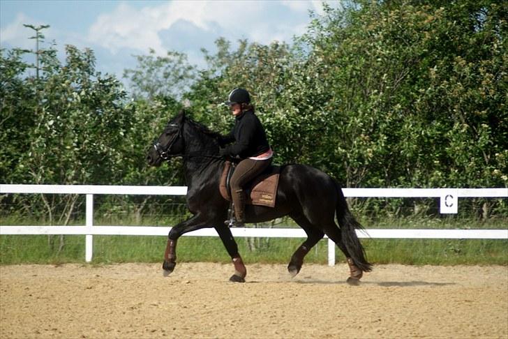 Frieser willov Terplinggaard(solgt) - Juni  2010 billede 15