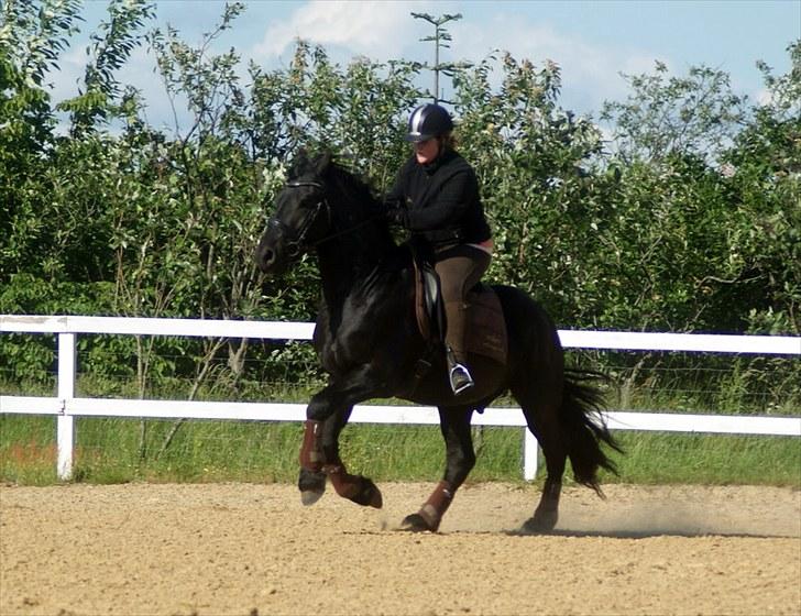 Frieser willov Terplinggaard(solgt) - Galop for første gang ;) er så stolt af ham <3 billede 16