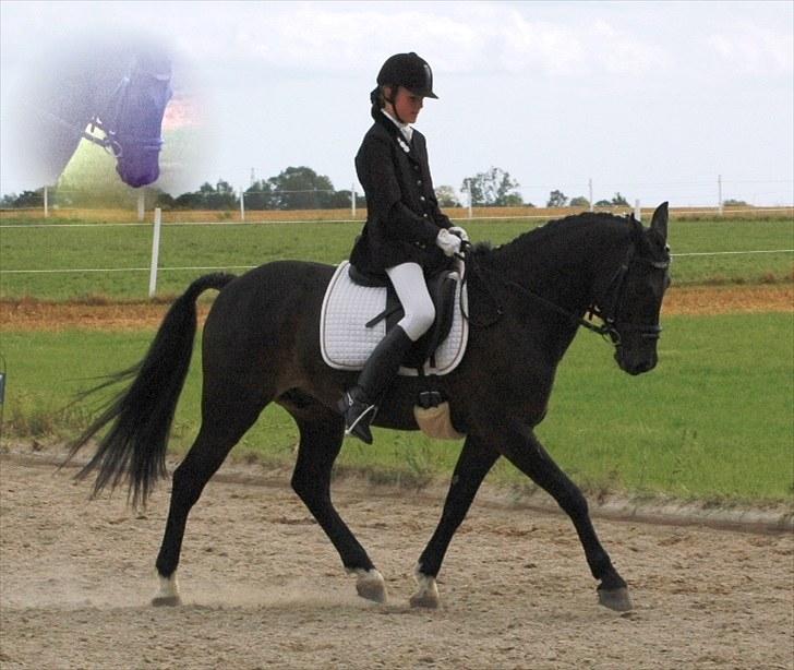 New Forest Elmholts Dream Dancer <3 - # ´Cause you´re amazing..  billede 17