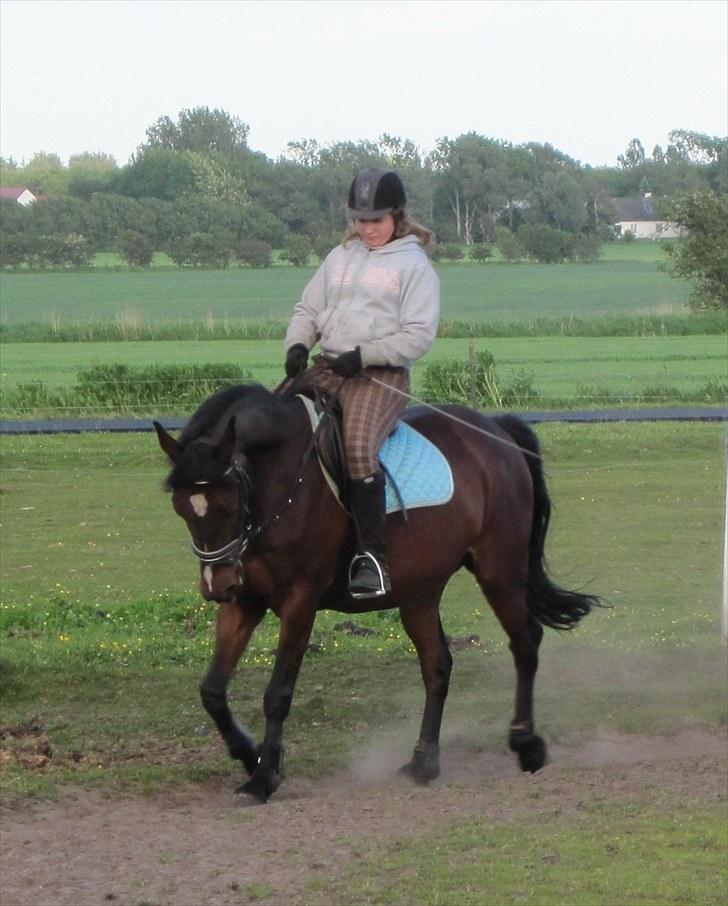 Anden særlig race Manu Af Øster haugård - Han er den fødte dressur hest!!! <3 ILY billede 11