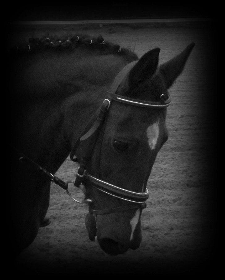 Anden særlig race Manu Af Øster haugård - Helt unik.... ;)  billede 13