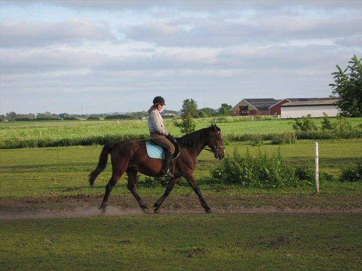 Anden særlig race Manu Af Øster haugård - Han er en dressur stjerne.... (totalt træning)  billede 14