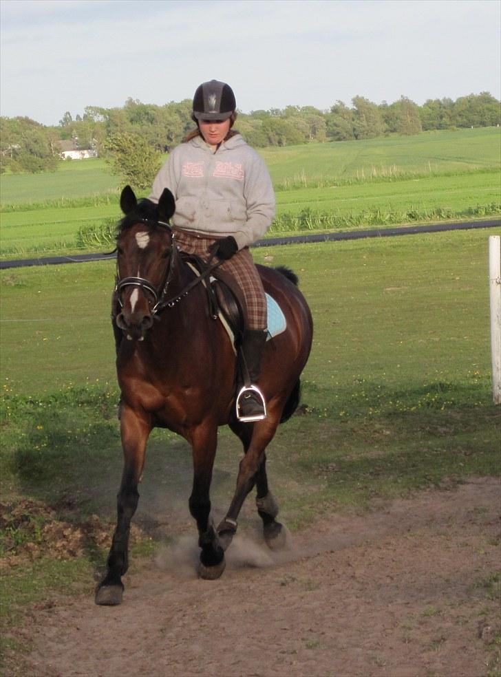 Anden særlig race Manu Af Øster haugård - Bare lidt fri trav.... ( Det er også rart engang imellem).... <3 billede 15