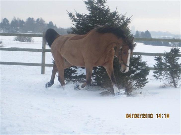 Anden særlig race Bakkegårdens Loyal billede 1