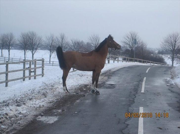 Anden særlig race Bakkegårdens Loyal billede 2