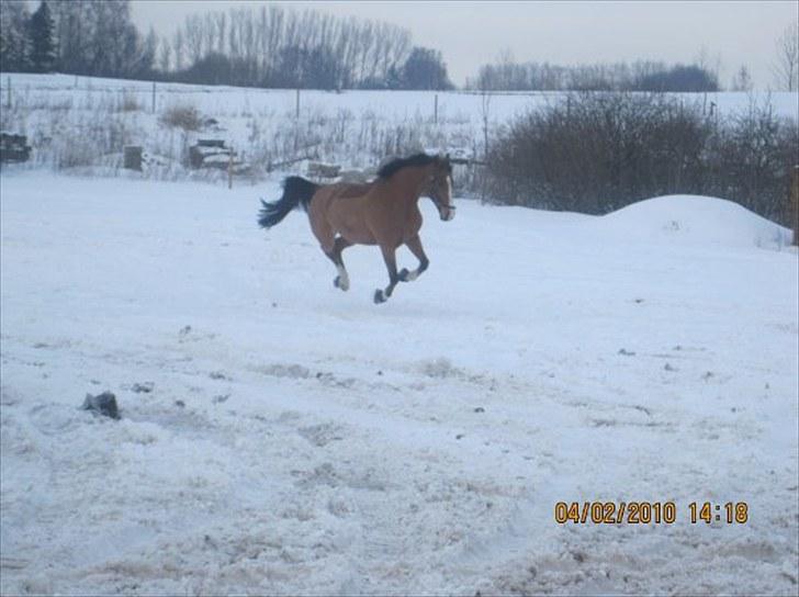 Anden særlig race Bakkegårdens Loyal billede 3