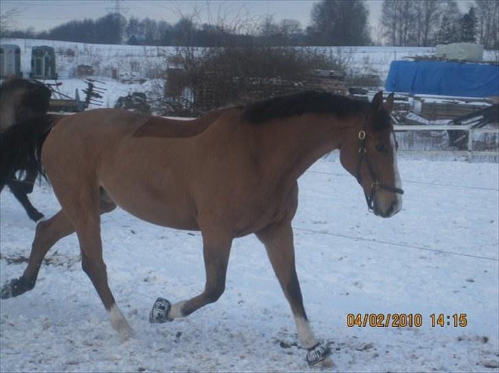 Anden særlig race Bakkegårdens Loyal billede 4