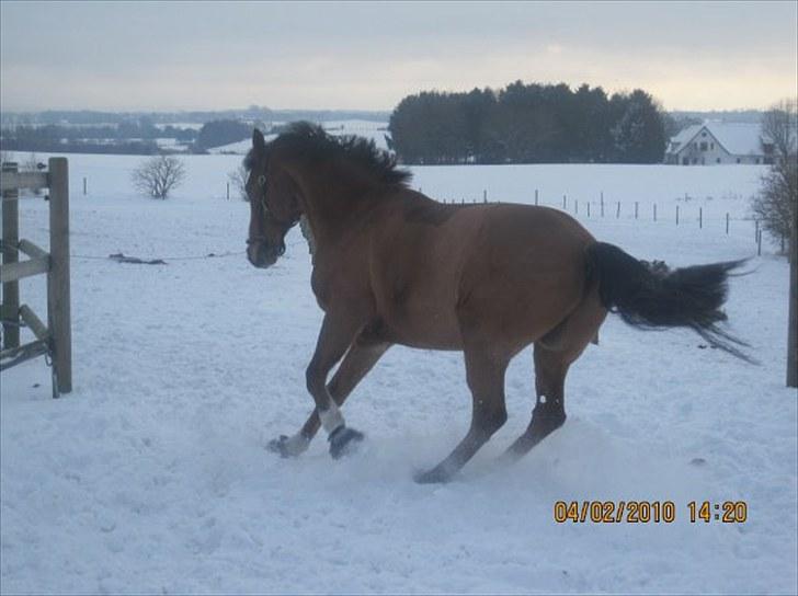 Anden særlig race Bakkegårdens Loyal billede 5