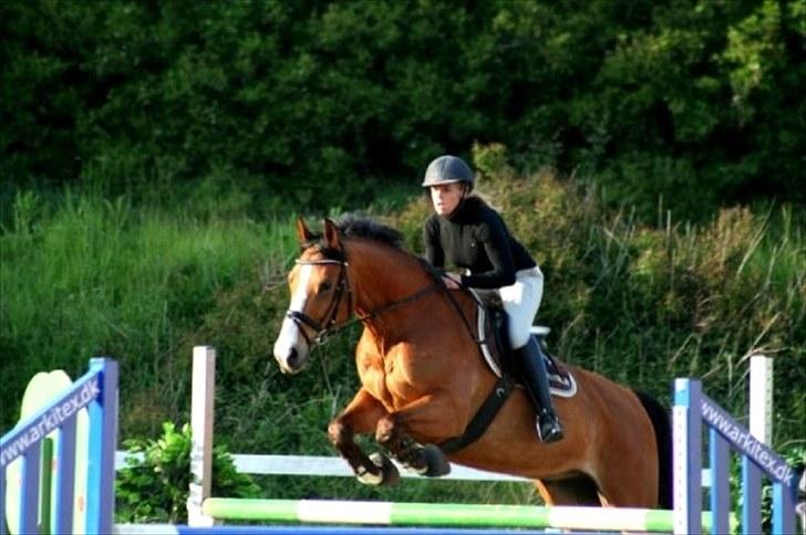 Anden særlig race Bakkegårdens Loyal billede 8