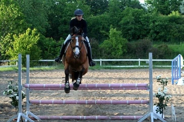 Anden særlig race Bakkegårdens Loyal billede 9