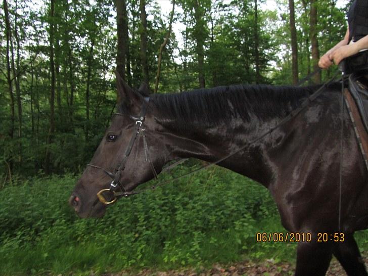 Polsk Ædelt Halvblod Kalisia billede 11