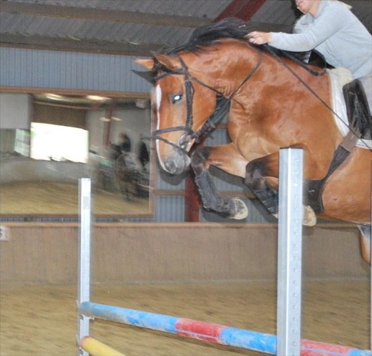 Dansk Varmblod Monique billede 5