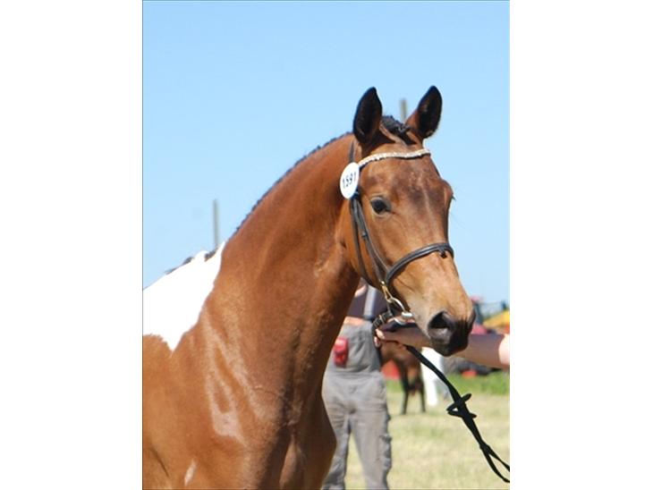 {{currentPhoto.altText}} billede {{currentPhoto.number}}