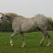 Anden særlig race Mikado