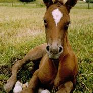 Anden særlig race Mikado