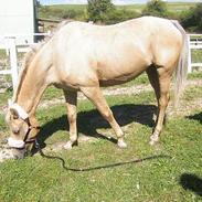 Palomino Pallas Athene (Thene)