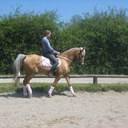 Palomino Pallas Athene (Thene)