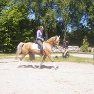 Palomino Pallas Athene (Thene)