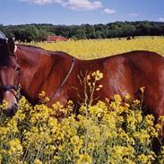 Connemara Bardegårds Fergie *RIP*