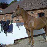 Dansk Varmblod jasmin