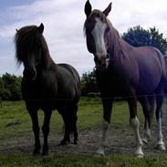 Islænder Svatur fra Klattrup