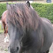 Islænder Svatur fra Klattrup