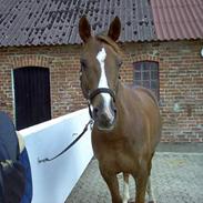 Dansk Varmblod jasmin