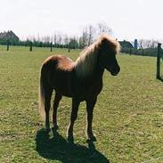 Islænder Fáni fra Lillelund