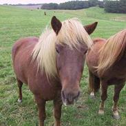 Islænder Fáni fra Lillelund