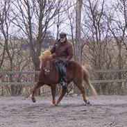 Islænder Fáni fra Lillelund