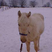 Anden særlig race Anton