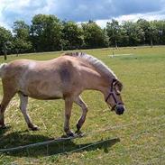 Anden særlig race Højgårdens star 