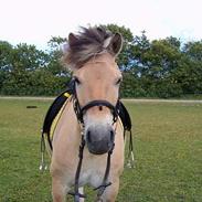 Anden særlig race Højgårdens star 