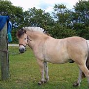 Anden særlig race Højgårdens star 