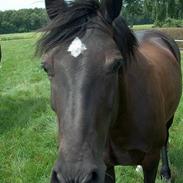 Welsh Cob (sec D) BlackBeauty