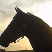 Arabisk fuldblod (OX) chivas regal