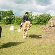 Haflinger Wimbeldon