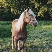 Haflinger Wimbeldon